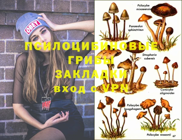 PSILOCYBIN Горнозаводск